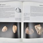 “De grote encyclopedie der fossielen”. Ed. Rebo. Lisse, 1990.