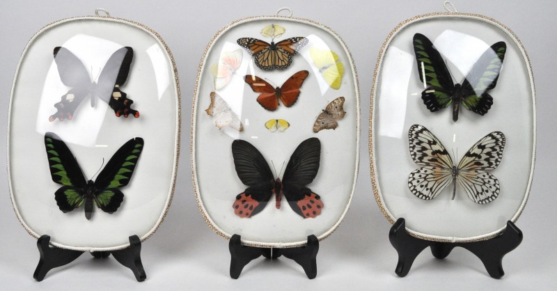 Een verzameling tropische vlinders in drie lijstjes met gebombeerd glas.
