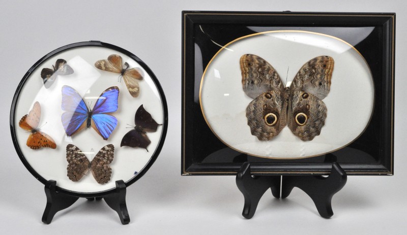 Een verzameling vlinders in twee lijstjes met o.a. een Caligo idonémus, een Trogonoptera Brookiana en een Leuconoe Gordina.
