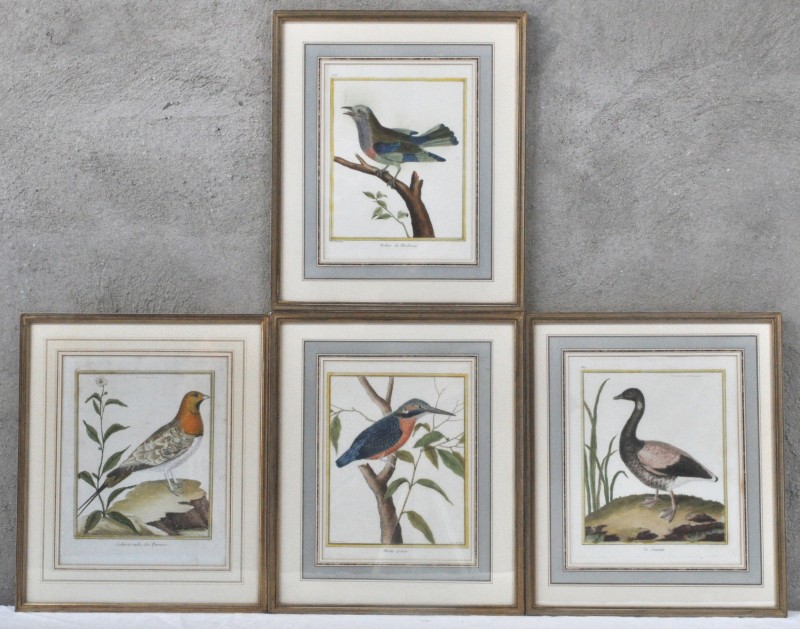 “Le Cravant”, “Rollier de Mindanao”, “Martin Pêcheur”, “Gelinote mâle des Pyrénées”. Vier lijsten met handgekleurde gravures met voorstelling van vogels. XVIIIe eeuw.