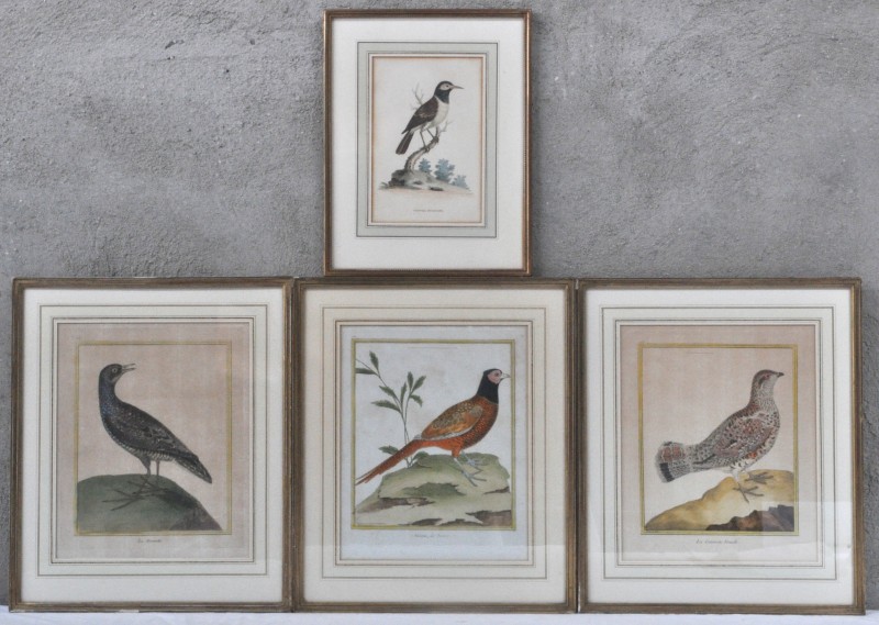 “La Gelinotte femelle”, “La Marouette”, “Faisan, de France”, “Contra Starling”. Vier lijsten met handgekleurde gravures met voorstelling van vogels. XVIIIde eeuw. De laatste kleiner en gesigneerd Griffith in de plaat.