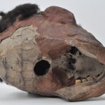 Een Iatmull-schedel. Gepatineerd en versierd met schelpjes en haar. Sepikregio, Papoua - Nieuw Guinea.