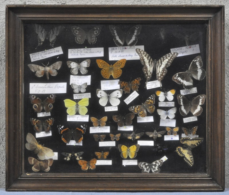 Een presenteervitrine met ± 38 tropische vlinders.