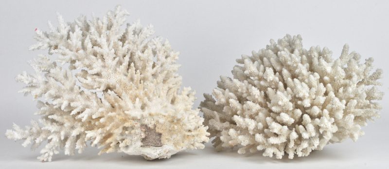 Twee koralen.