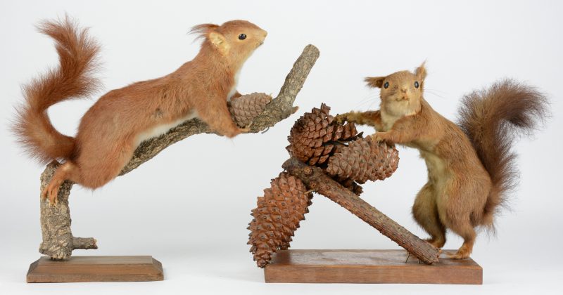 Twee opgezette eekhoorns, waarbij één op een tak en de andere met dennenappels.