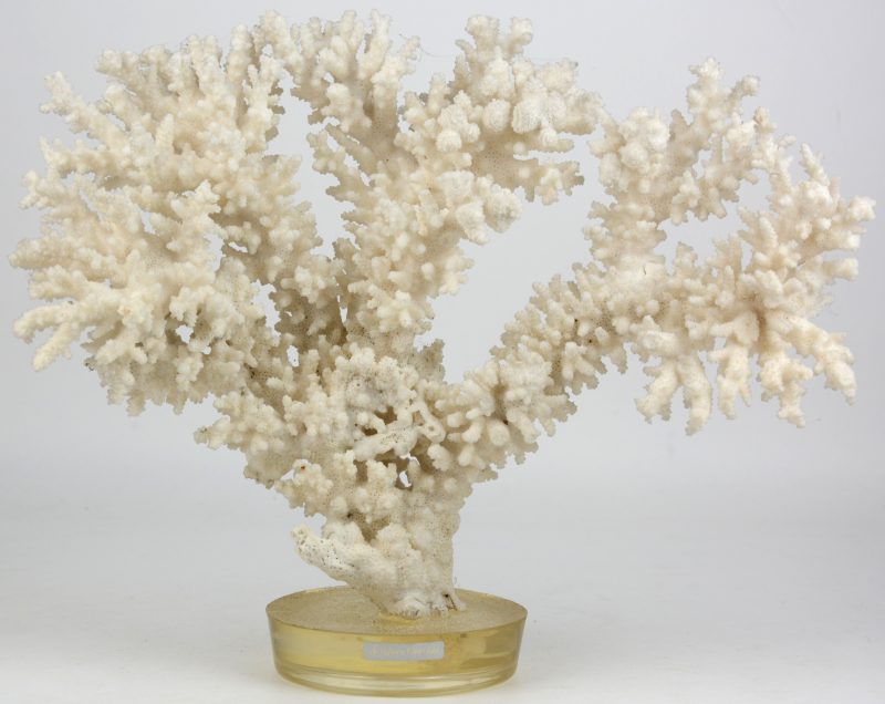 “Acropora Gravida”. Een witte koraal op een sokkeltje van kunststof.