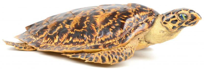 Een opgezette zeeschildpad.