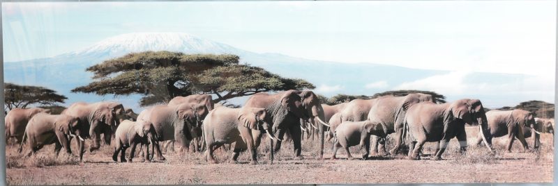 “Migrerende olifanten met de Kilimandjaro in de achtergrond”. Een decoratieve foto op plexiglas.