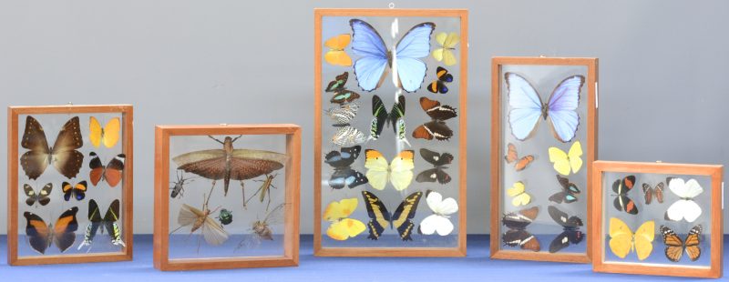 Collectie zeldzame vlinders en insecten. In vijf lijstjes met glas.