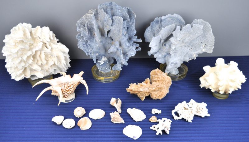 Een lot, bestaande uit enkele grote en kleine schelpen, stukjes koraal en een woestijnroos.