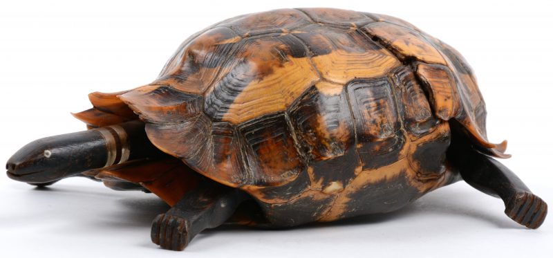 Een schildpad, opgebouwd uit een echt schild met kopje en pootjes van gesculpteerd hout.