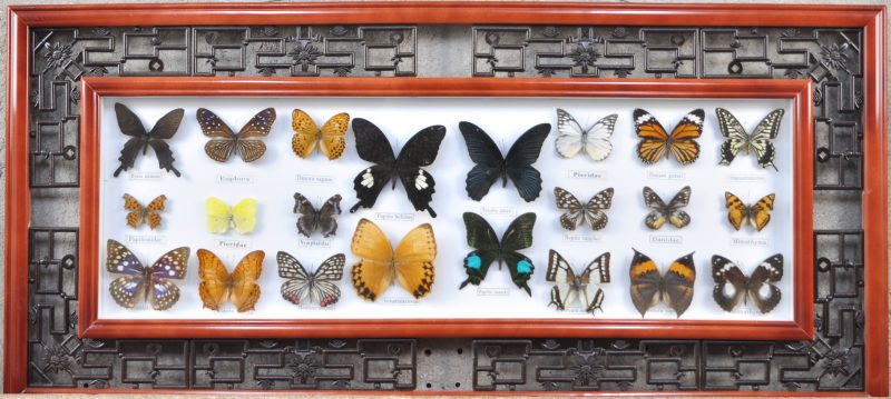 Een presentatievitrine in Chinese stijl met 22 Aziatische vlinders. Recent werk.