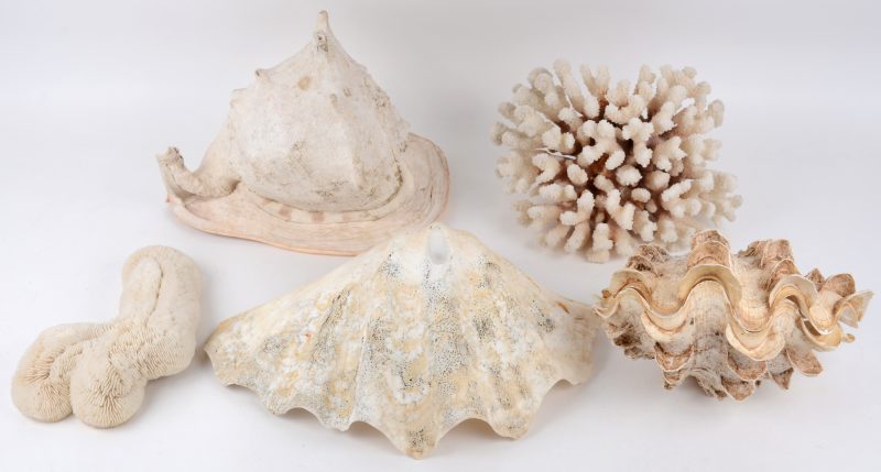 Een lot schelpen en koraal, bestaande uit drie grote schelpen, een strombusschelp en twee stukken koraal.