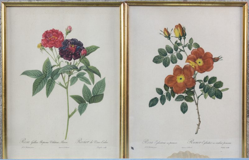 “Rosa Eglanteria” en “Rosa Gallica”. Een paar reproducties van Gravures naar Redouté.