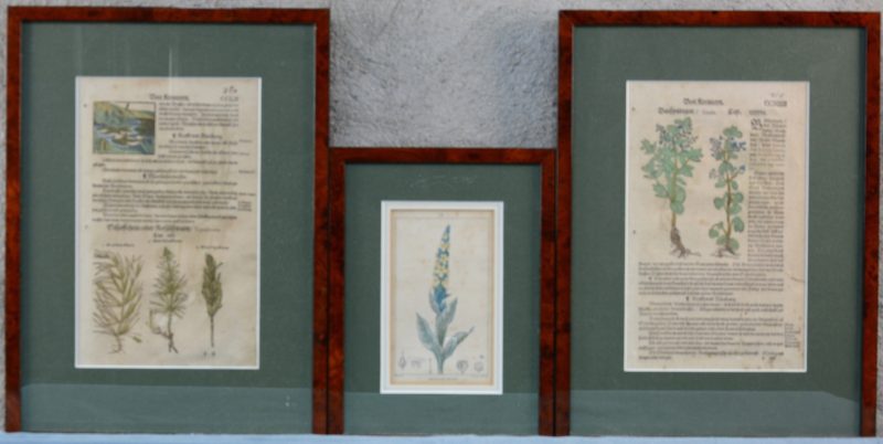 Drie handgekleurde oude prenten uit een Duits kruidenboek. XVIe en XVIIIe eeuw. In kaders van wortelnootfineer.