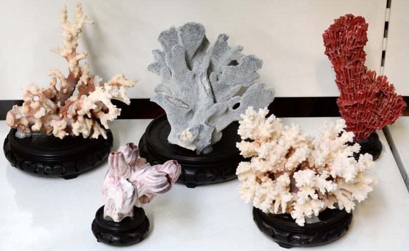 Een lot van vijf verschillende koralen.