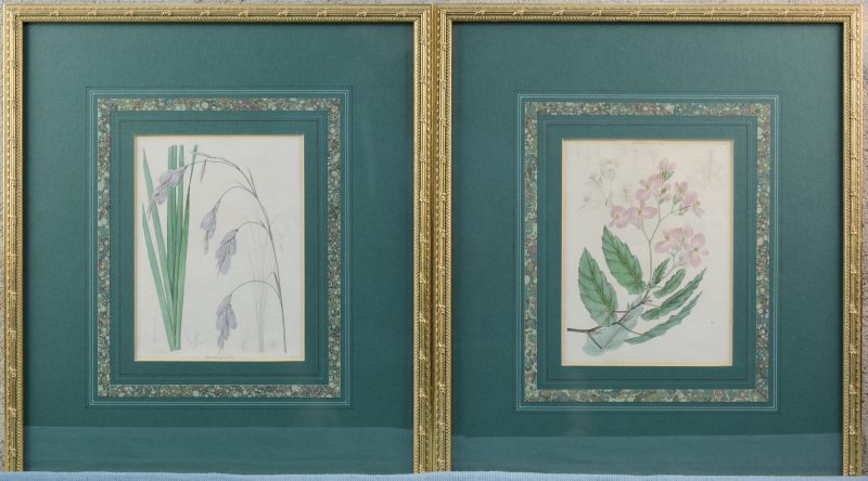 Een paar handgekleurde gravures met plantenafbeeldingen. Engeland, XIXde eeuw
