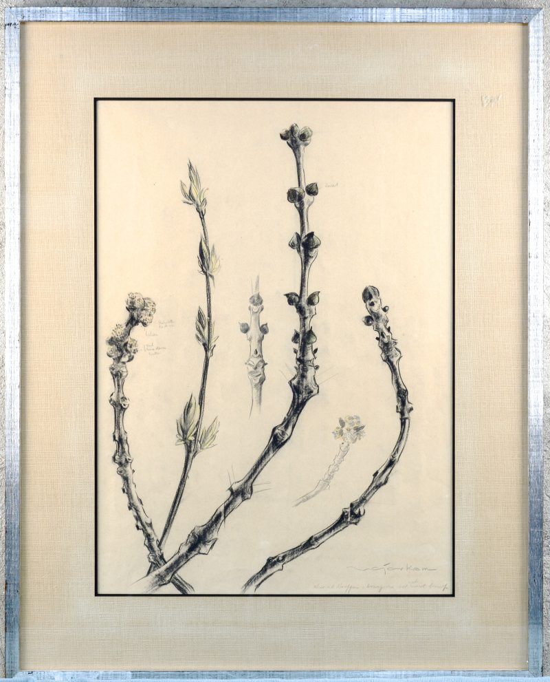 “Studie van knoppen en bloemen”. Houtskool op papier. Gesigneerd Van der Kam (?)