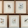 “De vogels der Nederland”.  Herman Schlegel. Drie uitgaves met ingekleurde litho’s van vogels. Dertien prenten werden ingekaderd. Eind XIXe eeuw.