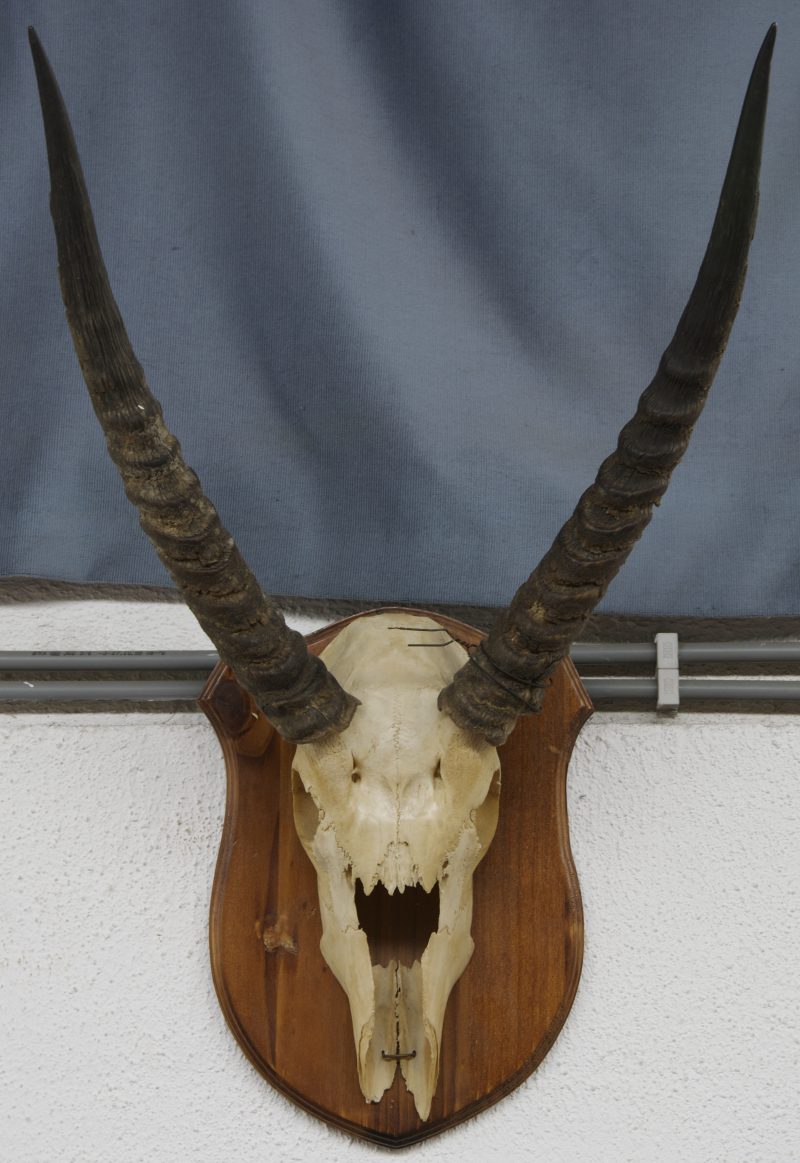 Een gazelleschedel op muurplaat.