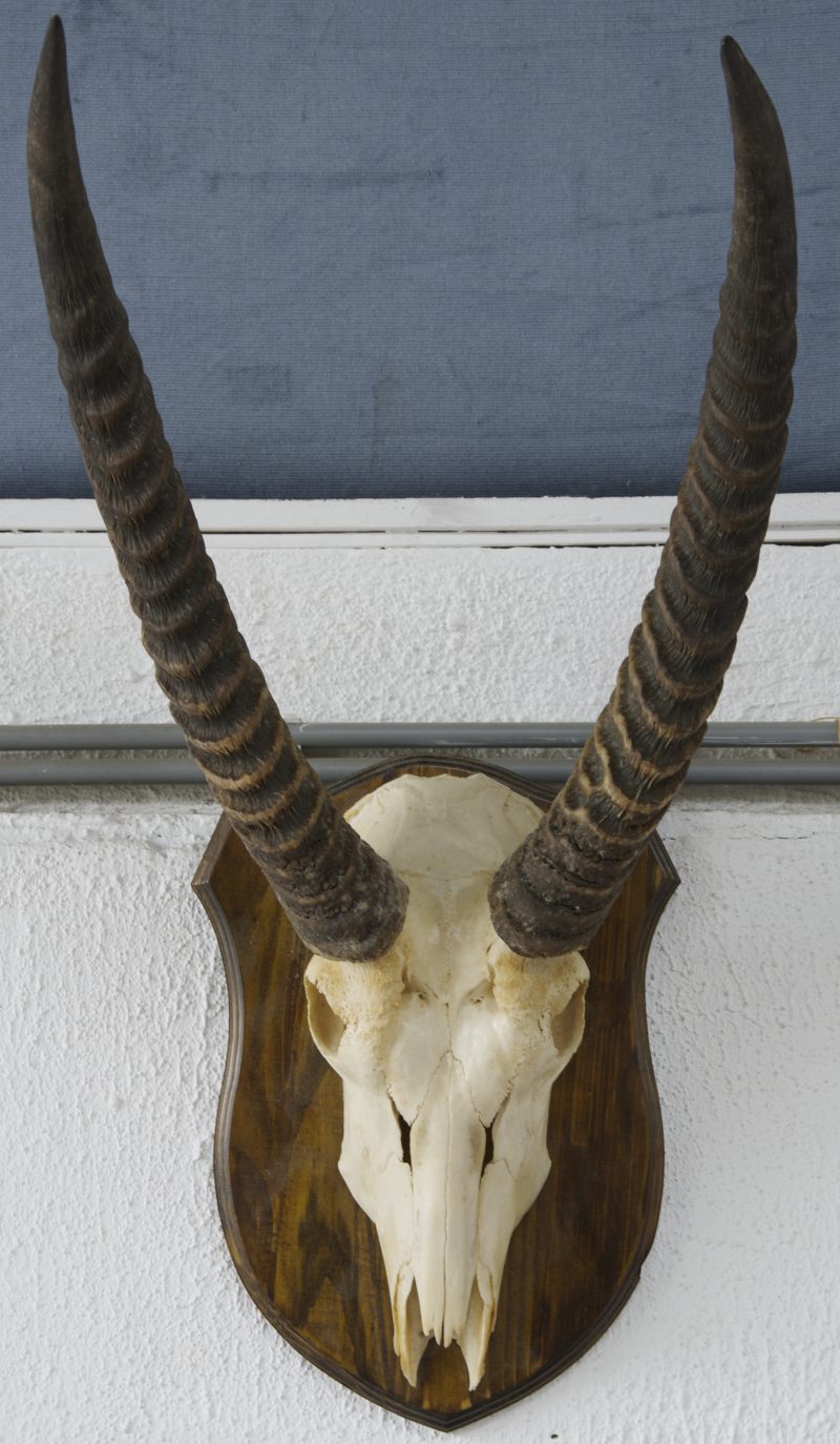 Een gazelleschedel met muurbevestiging.