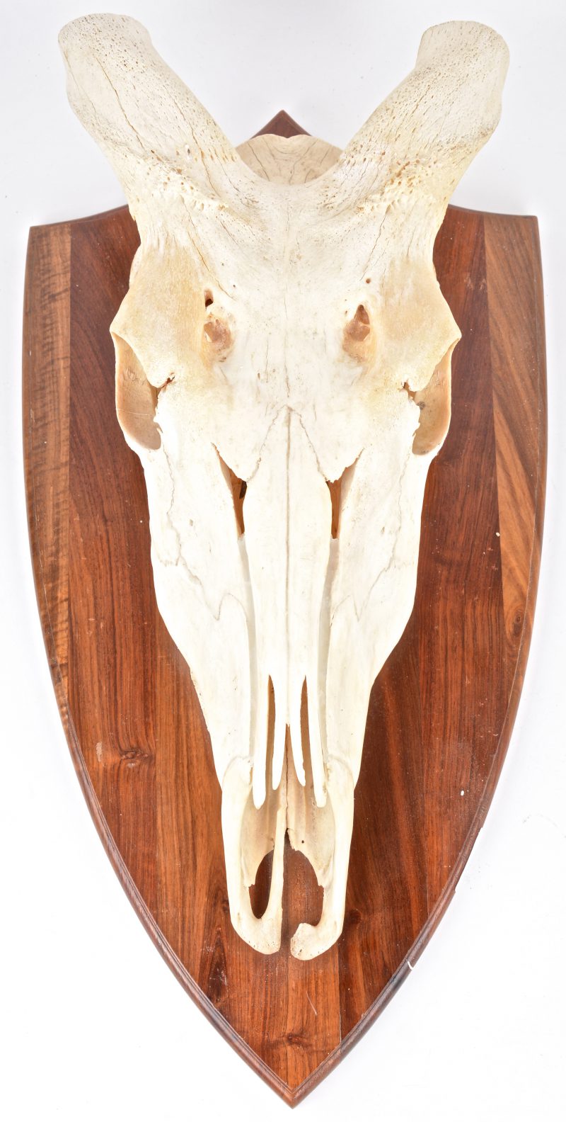 Een schedel van een grote antilopesoort, maar zonder hoorns.