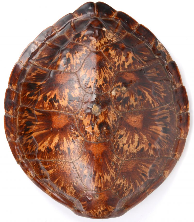 Een antiek schild van een zeeschildpad.