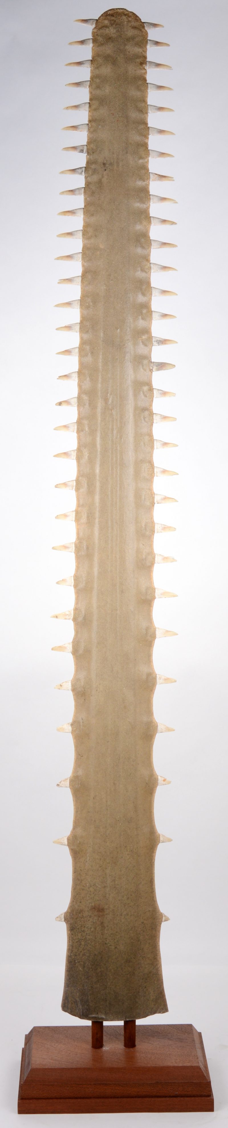 Een rostrum van een zaagvis op houten sokkel.