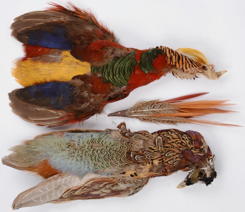 Twee fazanten en een aantal pluimen als XIXe eeuwse hoedenversiering.