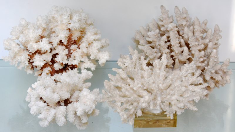 Een lot van vier stuks koraal.