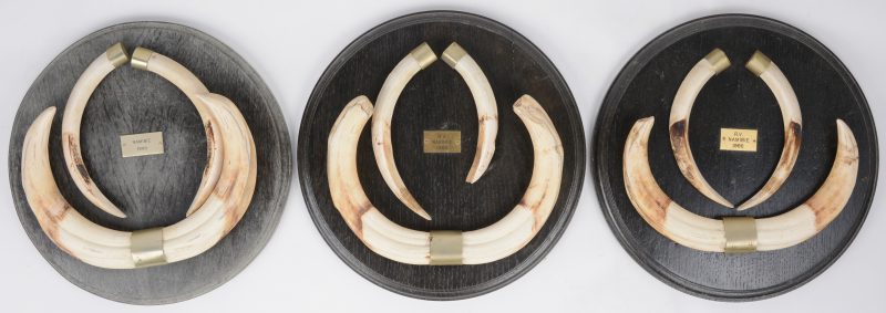 Drie trofeeën bestaande uit tanden van wrattenzwijnen. Namibië, 1986 en 1988.