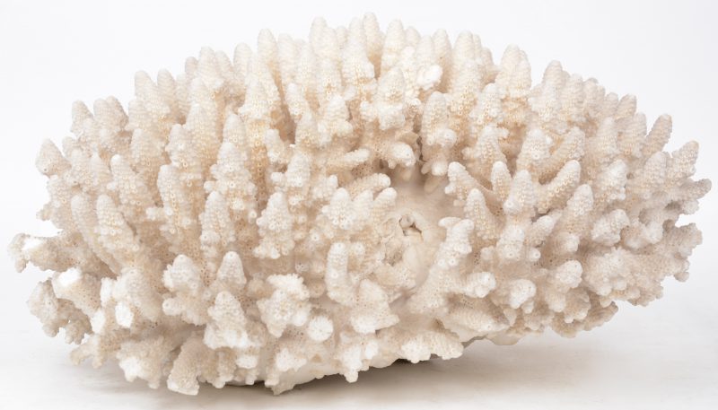 Een grote witte koraal.