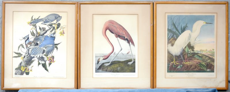 “Blue jay”, “American flamingo” & “Snowy heron”. Drie oude Amerikaanse prenten naar Audubon.