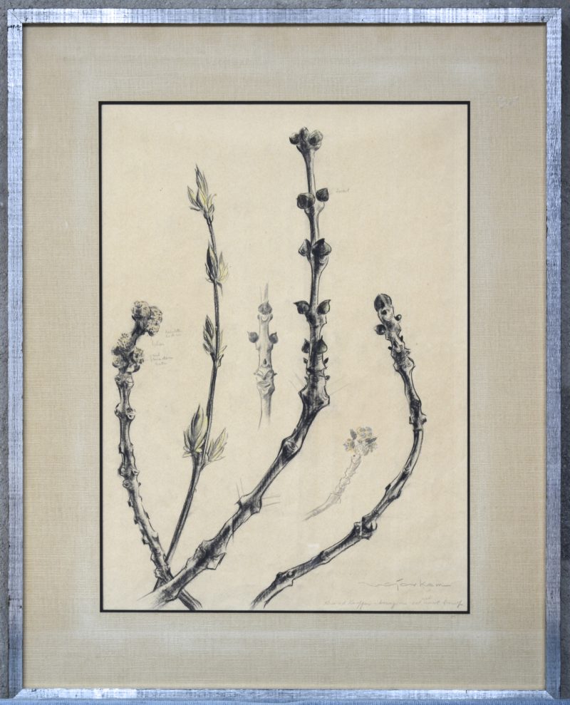 “Studie van knoppen en bloemen”. Houtskool op papier. Gesigneerd Van der Kam (?)