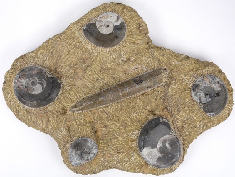 Een grote steenfractie met zes fossielen van zeeschaaldieren.