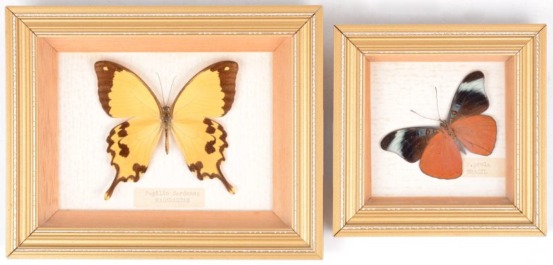 Een paar ingekaderde vlinders. Resp. P.Prola (Brazilië) en P. Dardanus.