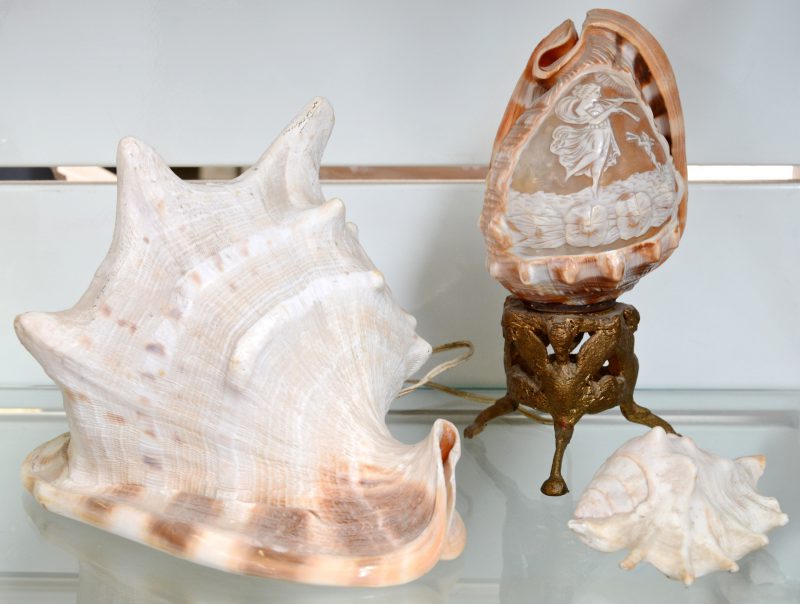 Drie verschillende zeeschelpen, waarvan één met een caméedecor en gemonteerd als lampje op een bronzen voet.