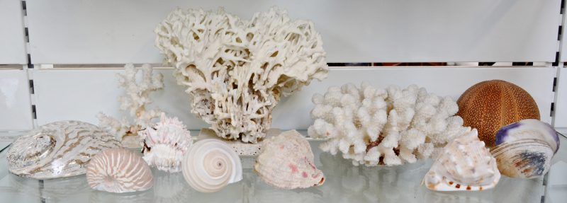 Een lot bestaande uit zeven schelpen, drie koralen en een zee-egel.