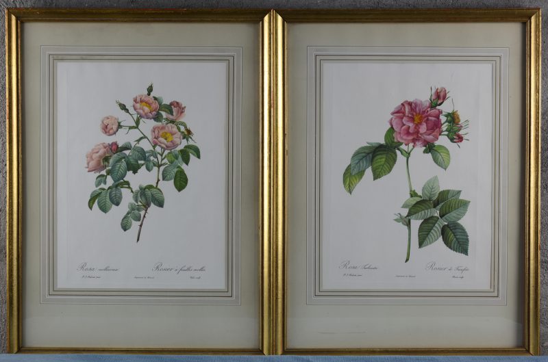 “Rosa Molllissima” & “Rosa turbinata”. Twee reproducties naar Redouté.