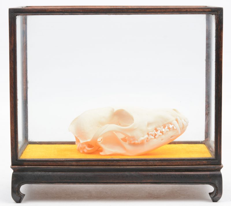 Een vossenschedel in kleine vitrine.