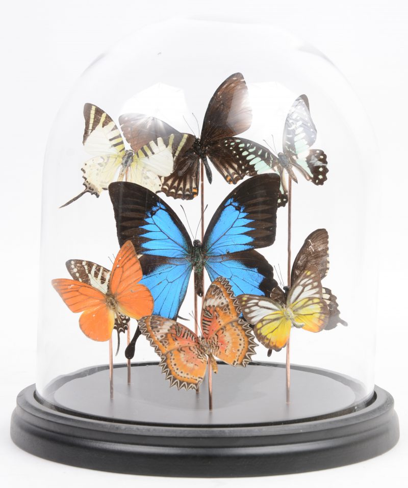 Een glazen stolp met negen vlinders.