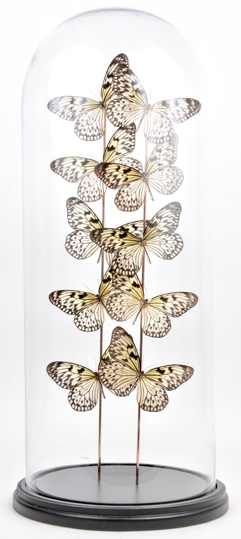 Een hoge glazen stolp met tien vlinders.