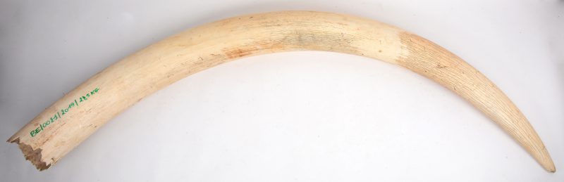 Een slagtand van een Afrikaanse olifant. Met CITES-certificaat. BE/00212019. 24,5 cm