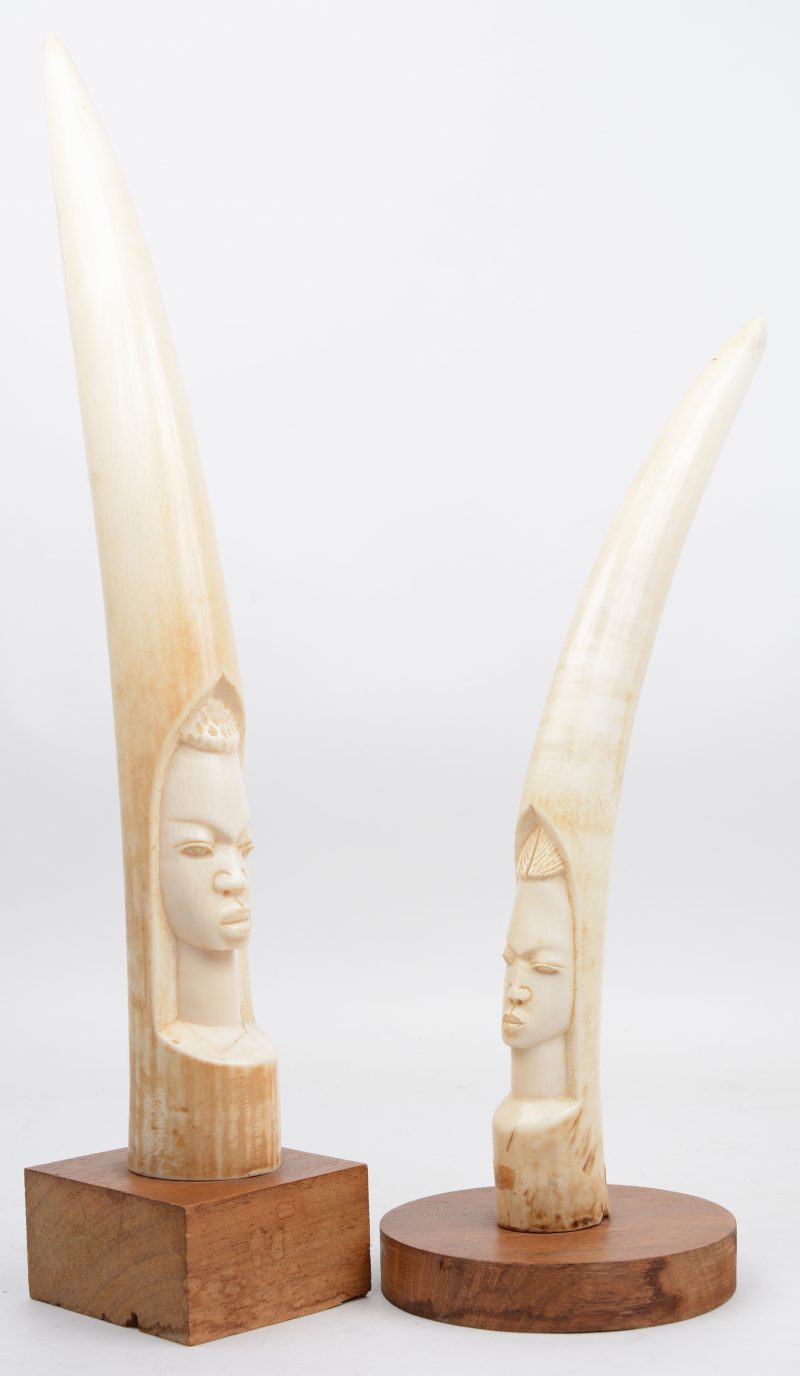 Een paar gedeeltelijk bewerkte Afrikaanse slagtanden met vrouwenhoofden. Op houten sokkels. Met CITES-certificaat. 2,66 kg