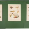 Een reeks van twaalf decoratieve prenten met vogelsoorten, afkomstig uit een oud vogelboek.
