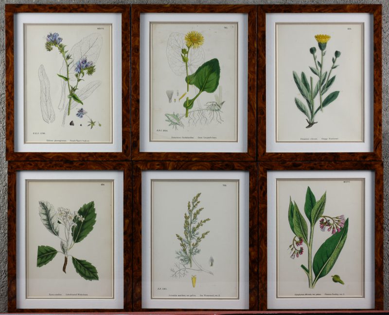 Zes ingekaderde herdrukken van oude botanische gravures.