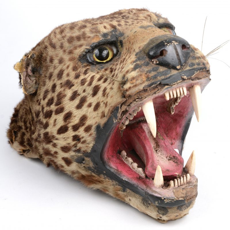 Een opgezette luipaardenkop.