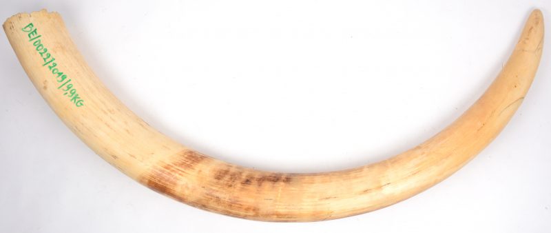 Een slagtand van een Afrikaanse olifant. Met CITES-certificaat. BE/0022/2019. 9,9 kg.
