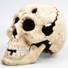 Een gietijzeren schedel met scharnierende onderkaak