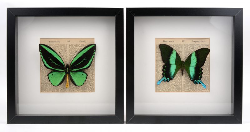 Twee ingekaderde tropische vlinders: Papilio Blumei Blumei (Java) & Ornithoptera Priamus Poseidon (Indonesië).